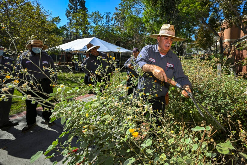 Native plants: Francisco Fregoso trims a shrub