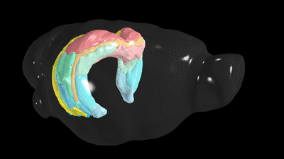 hippocampus mapping