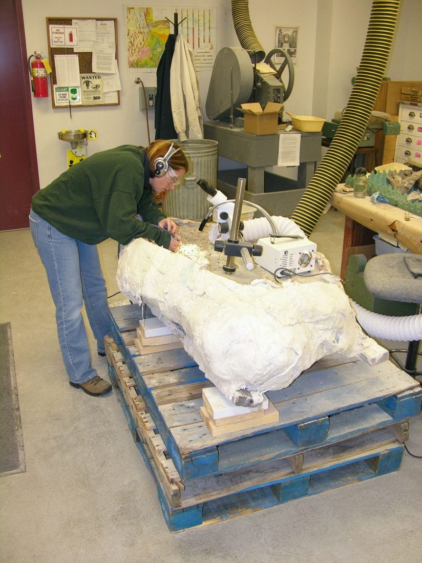 Cifelliodon skull discovery in lab