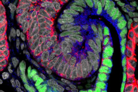 nephron cell