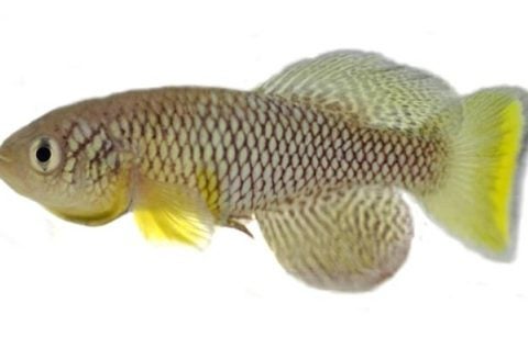 killifish research model