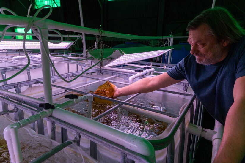 A scientist examines kelp at a laboratory 