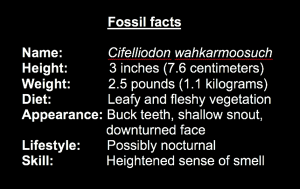 Cifelliodon facts