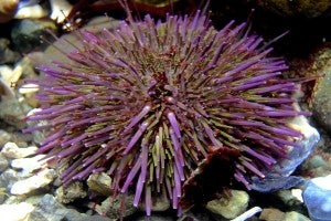 Sea urchin 2