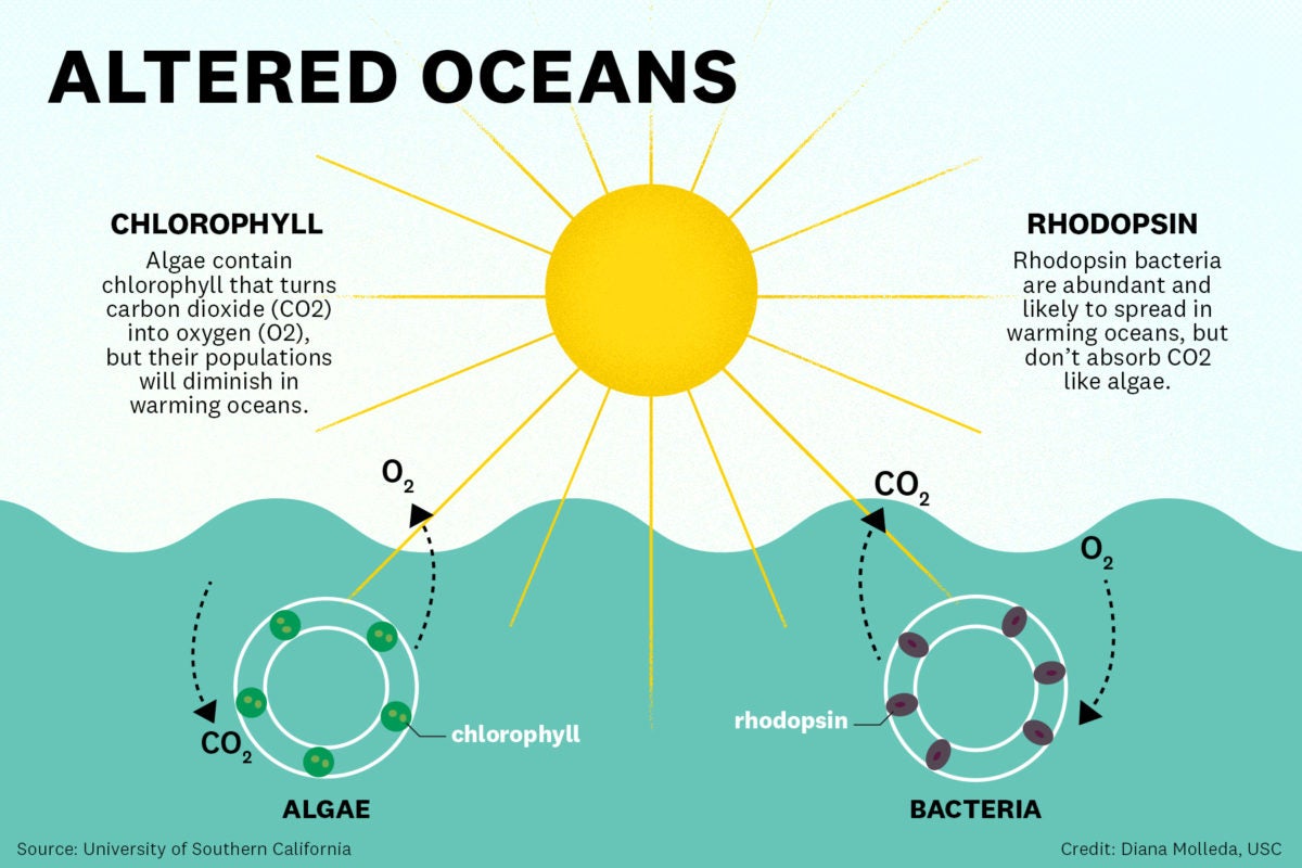 rhodopsin bacteria warming ocean