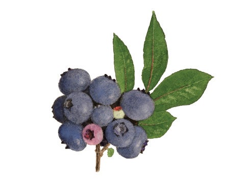 Illustration of berries