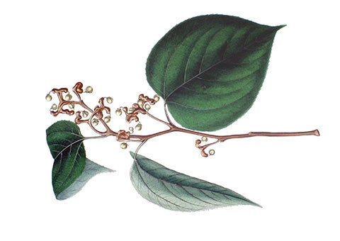 Illustration of an herb