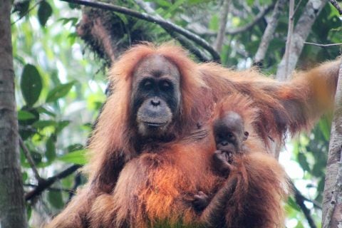 Adult Tapnuli orangutan and juvenile 