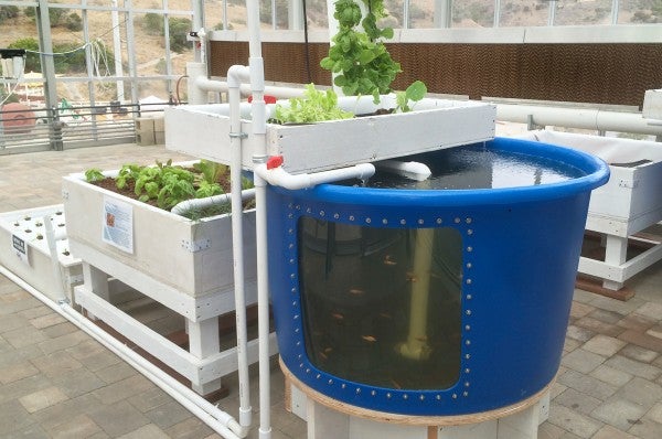 aquaponics system, sustainability