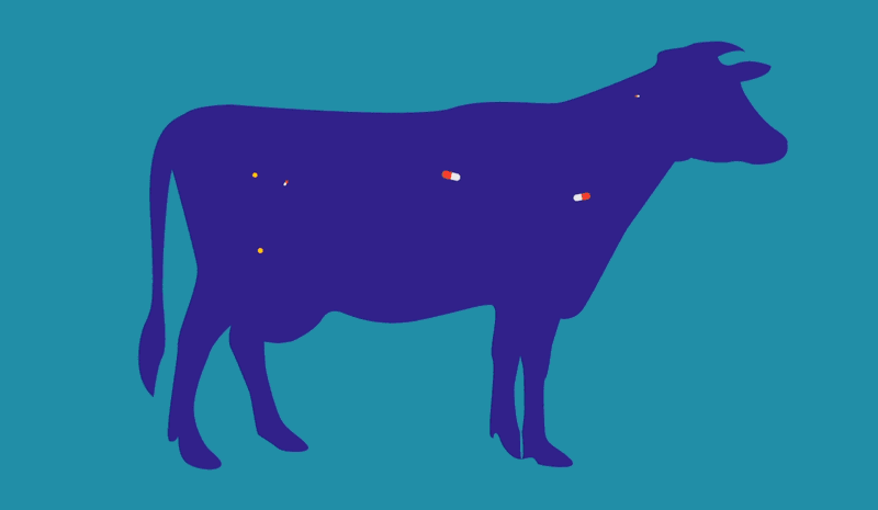 antibiotic resistance originating in cattle