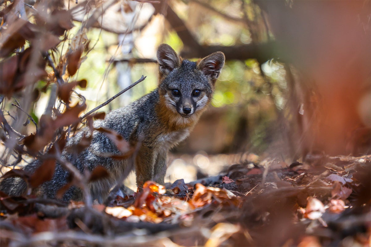 Channel Island fox