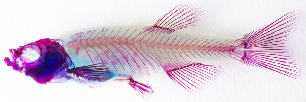 An adult zebrafish skeleton stained for bone (purple) and cartilage (blue). (USC/Gage Crump Lab)