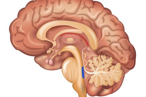 Sagittal illustration of brain