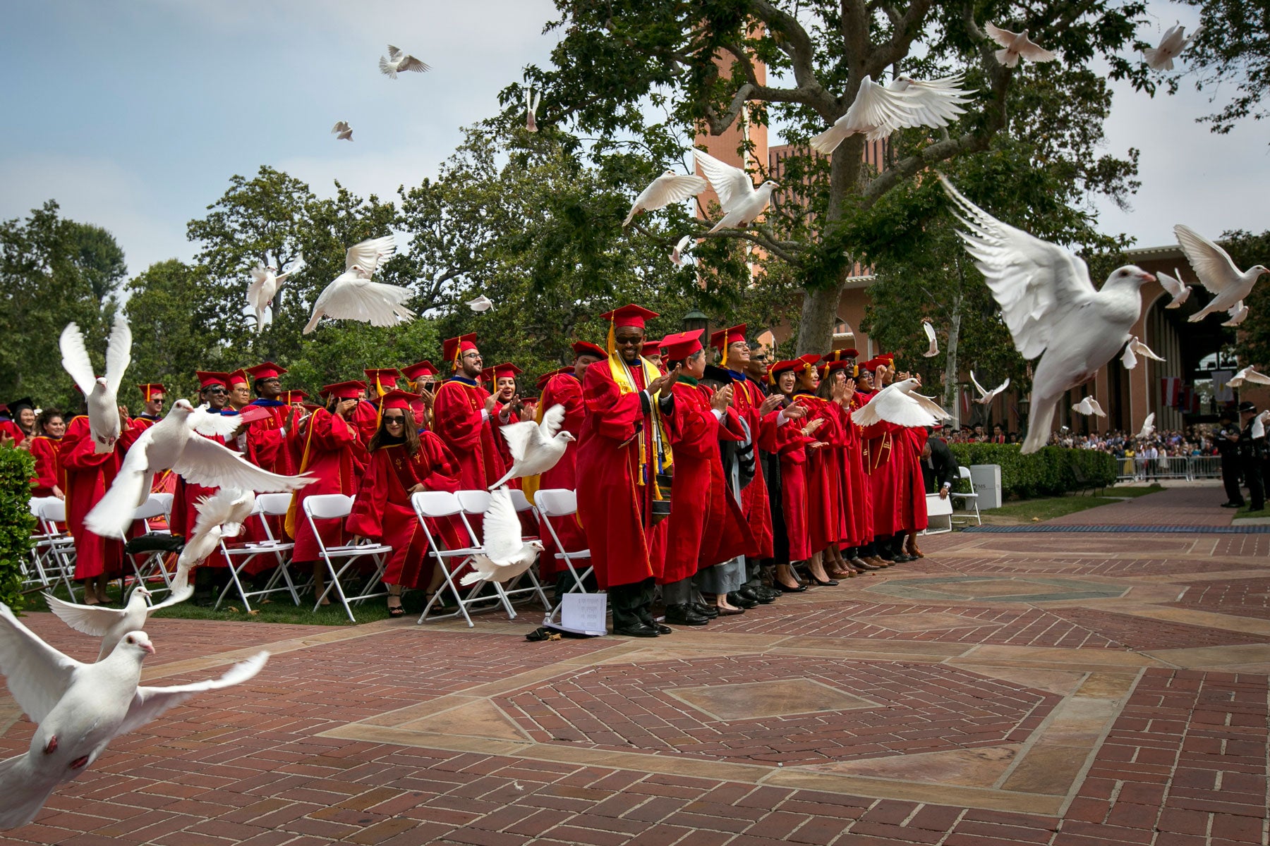 Doves at commencement