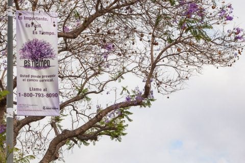 jacaranda trees with cervical cancer prevention banner 