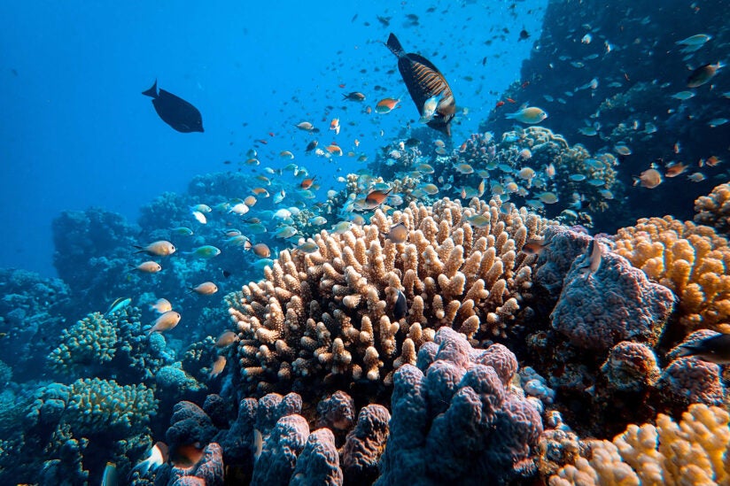 Importance of coral reefs: Fish swim at reef