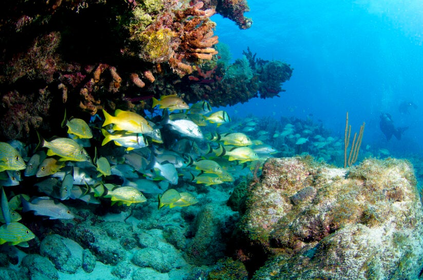 A school of snapper in the Florida Keys.