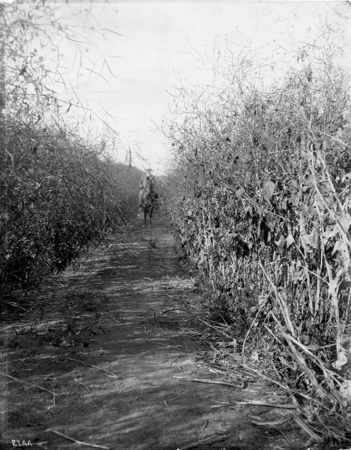History of the USC campus: Mustard fields (Photo/Courtesy of USC Libraries)