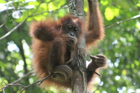 Orangutan playing in tree