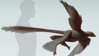 four-winged dinosaur