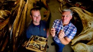 Matt Dean, an evolutionary biologist at USC (left) holds a box containing a dolphin skeleton, while Jim Dines of the National History Museum of Los Angeles County (right) holds up two small dolphin pelvic bones.