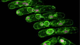Sequential images of abnormal divisions in a mutant cell leading to abnormal nuclei and chromosome rearrangement. Chromosomes are displayed in pink, cell membranes in green.