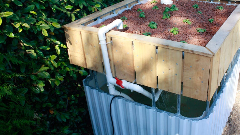 An aquaponics demo system