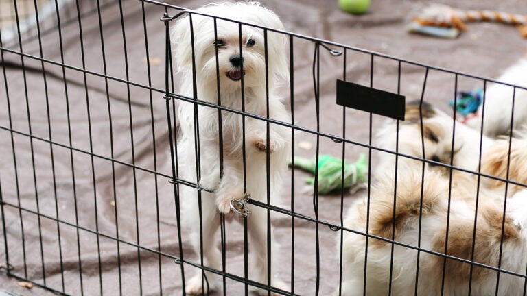 Puppies behind a caged pen
