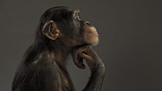 Side profile of a Chimpanzee