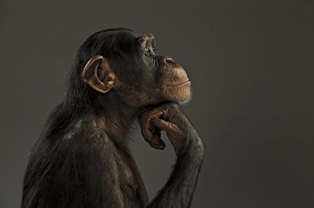 Side profile of a Chimpanzee