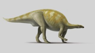 Camptosaurus