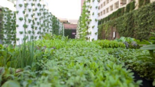 Original hydroponic garden