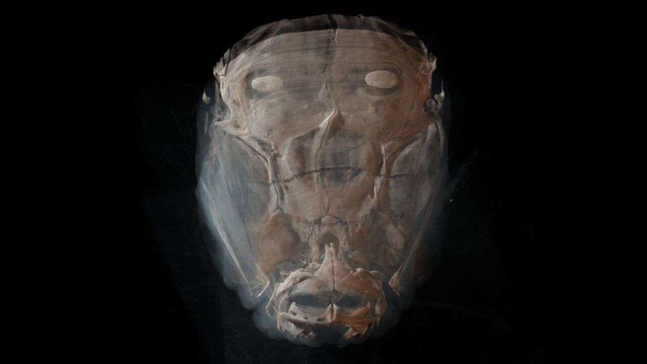 USC researchers use zebrafish to understand the role of cartilage in