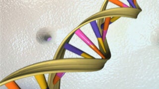 3D model of DNA