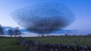 Swarm of starlings