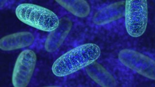 Mitochondria of the Cellular powerhouse may also propel aging