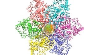 A ring of six proteins known as a helicase surrounds the DNA strands at a special location