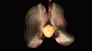 Drosophila melanogaster