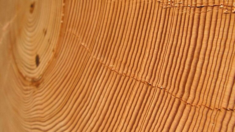 tree rings