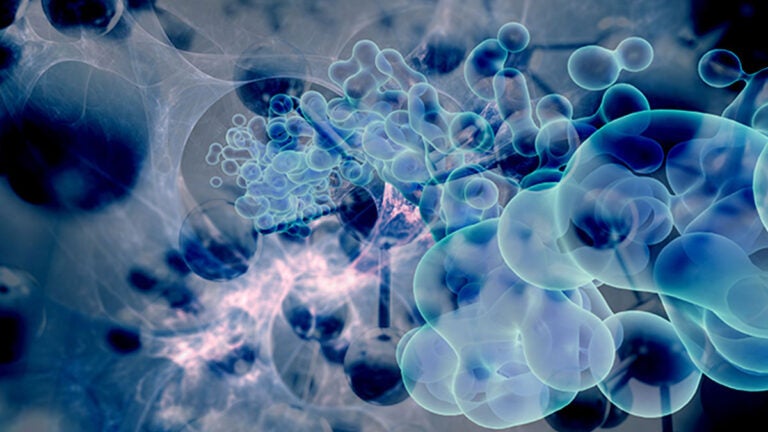 cancer cells