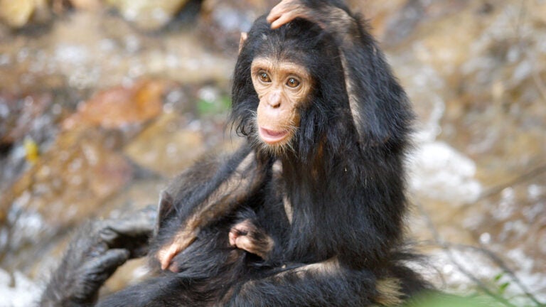 More than half of all apes, monkeys and other primates at risk of