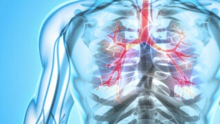 Larynx Trachea Bronchi illustration