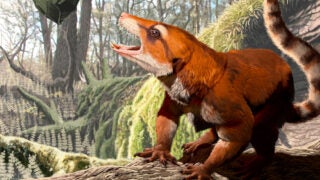 Cifelliodon wahkarmoosuch