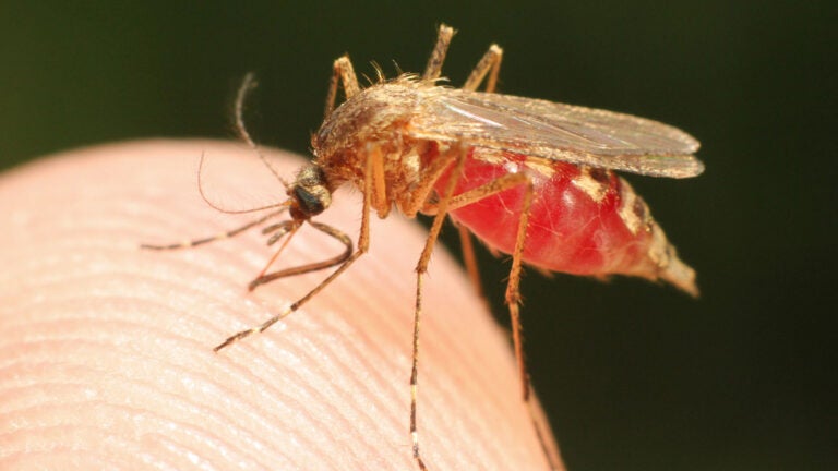 mosquitoes