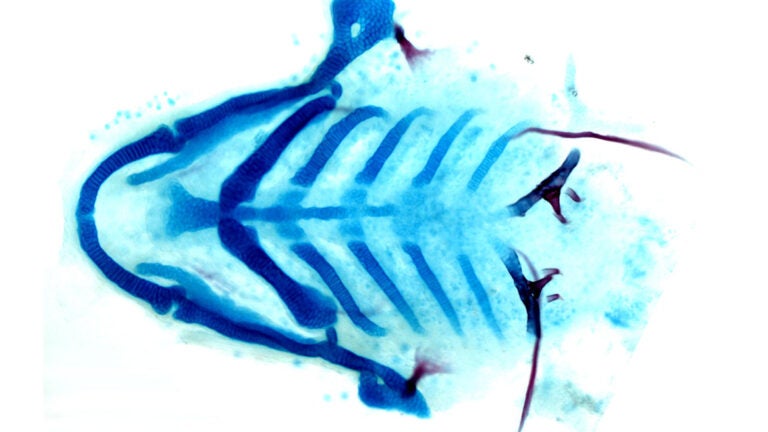 zebrafish x ray