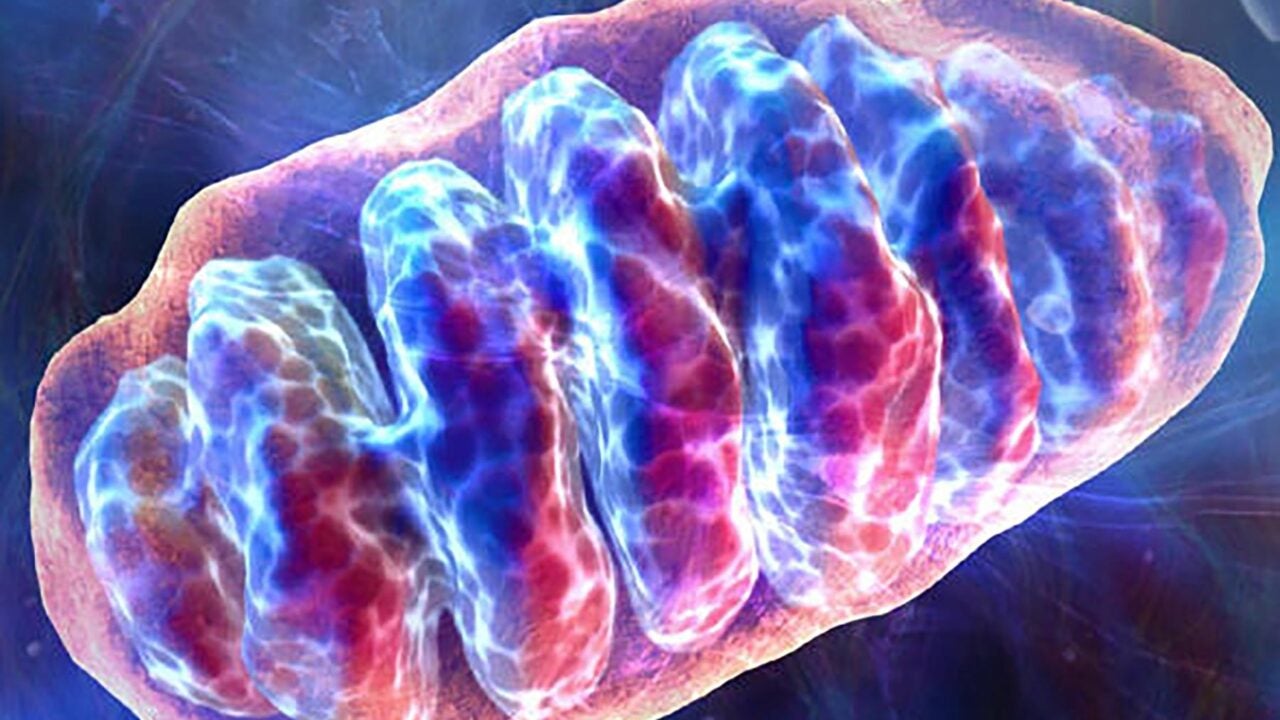 Mitochondrial DNA and nuclear DNA: They're not so independent after all