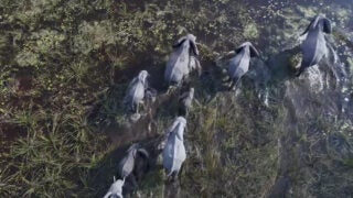 Elephants walking together