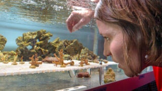 Carly Kenkel works with a brown coral, Montipora digitata, and studies how the algae colonies inside its cells copes with a changing environment.