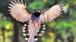 Taiwan blue magpie