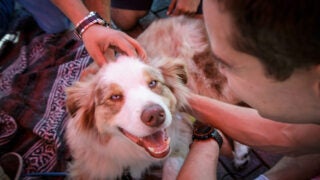 Sometimes you just need to pet a dog.